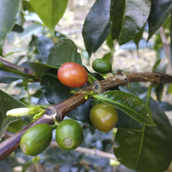 Garantie op Successen - Boot introductiepakket - 3-delig 1 Kg Espresso