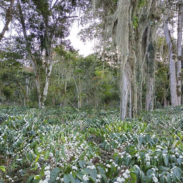 Colombia Kachalu Cafeïnevrij Organic Filter