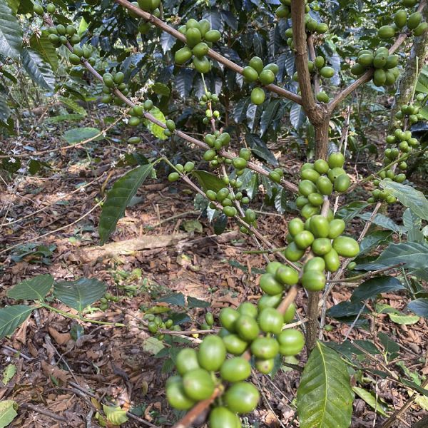 Colombia Kachalu Cafeïnevrij Organic Filter