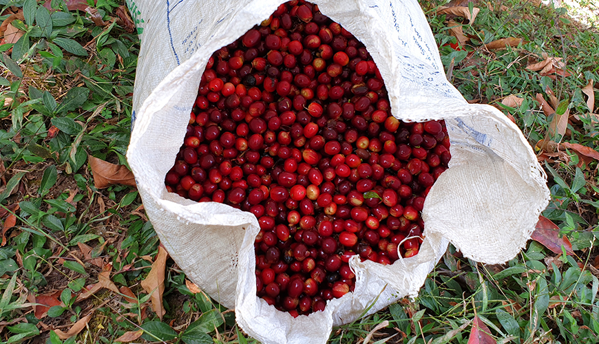 Gesha of Geisha? De oorsprong van een iconische koffiesoort